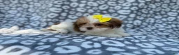 Lhasa Apso dogs for sale: Grace - Ad 3
