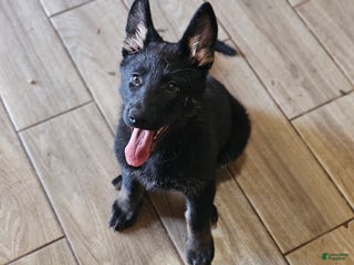 German Shepherd dogs German Shepherd Puppy 6 - Ad 16