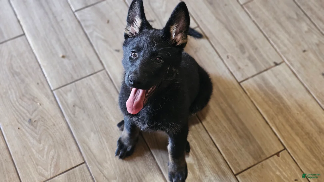 German Shepherd dogs for sale: German Shepherd Puppy 6 - Ad 1
