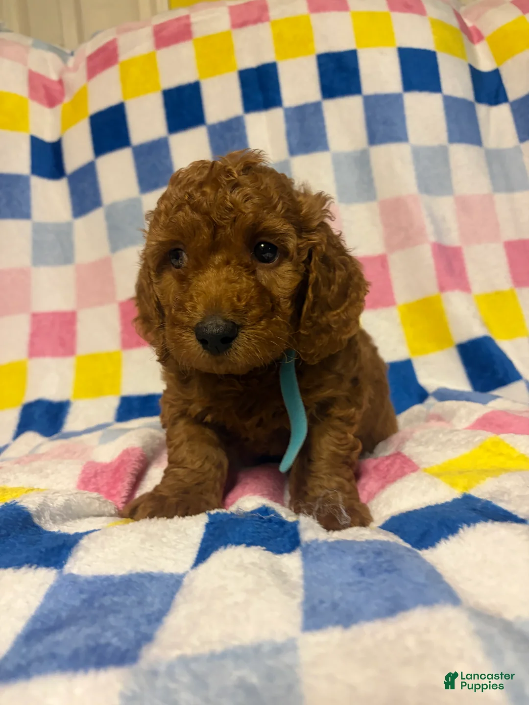 Mini Goldendoodle dogs for sale: Jeff - Ad 1