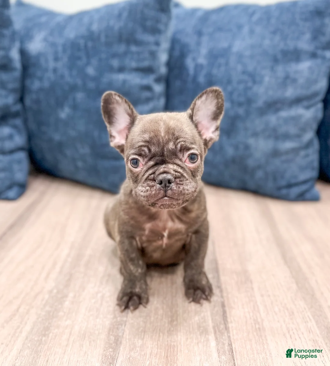 French Bulldog dogs for sale: Rolex - Ad 2