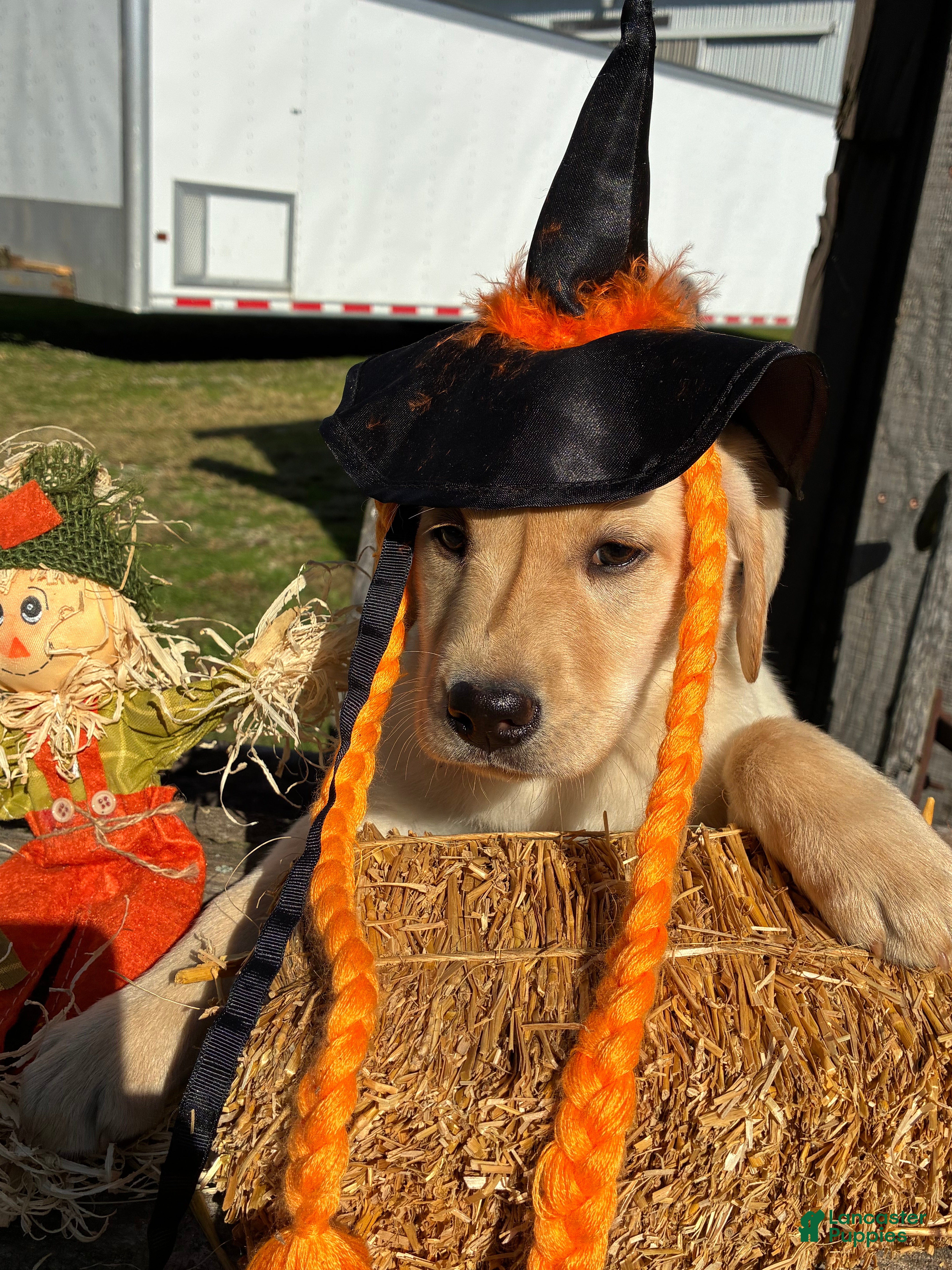 Labrador Retriever dogs for sale: White girl 4 - Ad 1