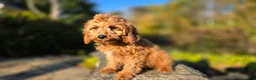 Cavapoo dogs for sale: Kyle - Ad 4