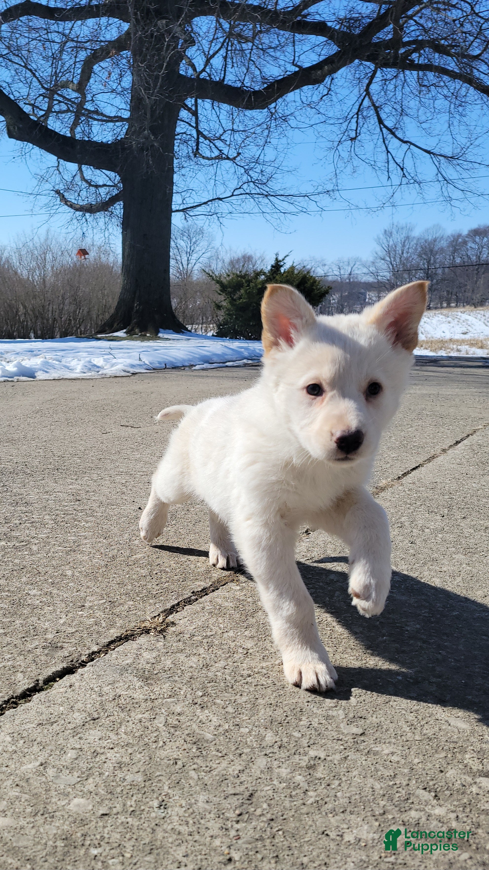 German Shepherd dogs German Shepherd Puppy 7 - Ad 1
