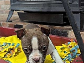Boston Terrier dogs for sale: Hadassah - Ad 1