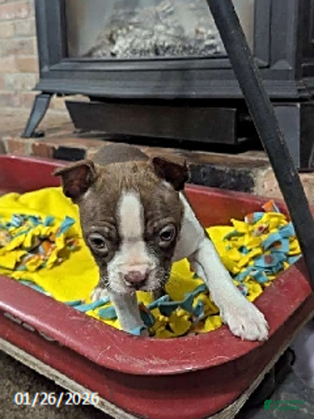 Boston Terrier dogs for sale: Hadassah - Ad 1