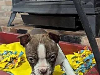 Boston Terrier dogs Hadassah - Ad 3