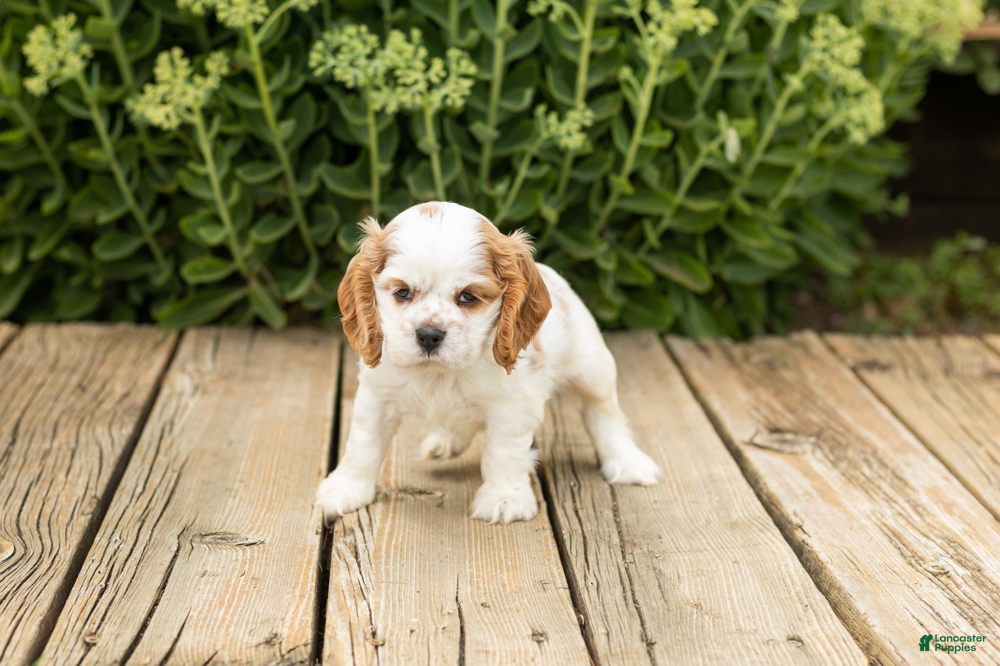 Cocker Spaniel dogs Checkers - Ad 32