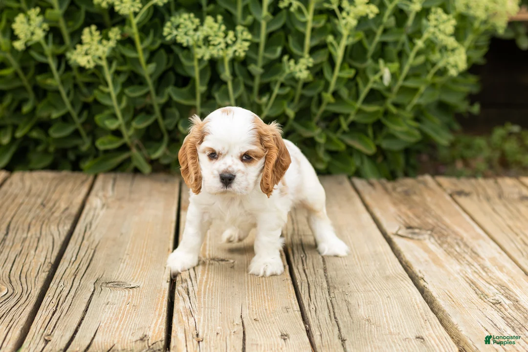 Cocker Spaniel dogs for sale: Checkers - Ad 1
