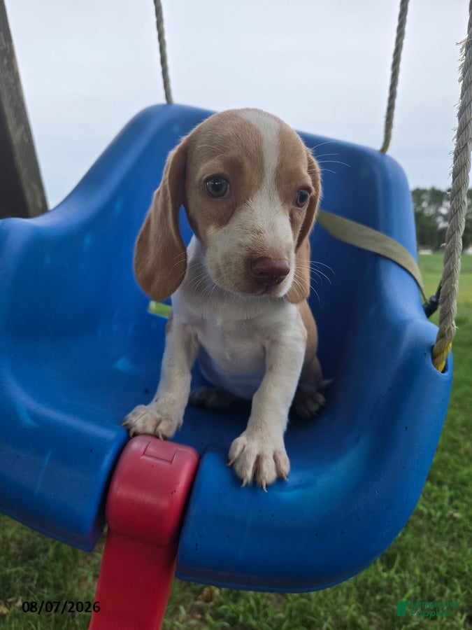 Beagle dogs Polina - Ad 1