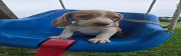 Beagle dogs for sale: Polina - Ad 1