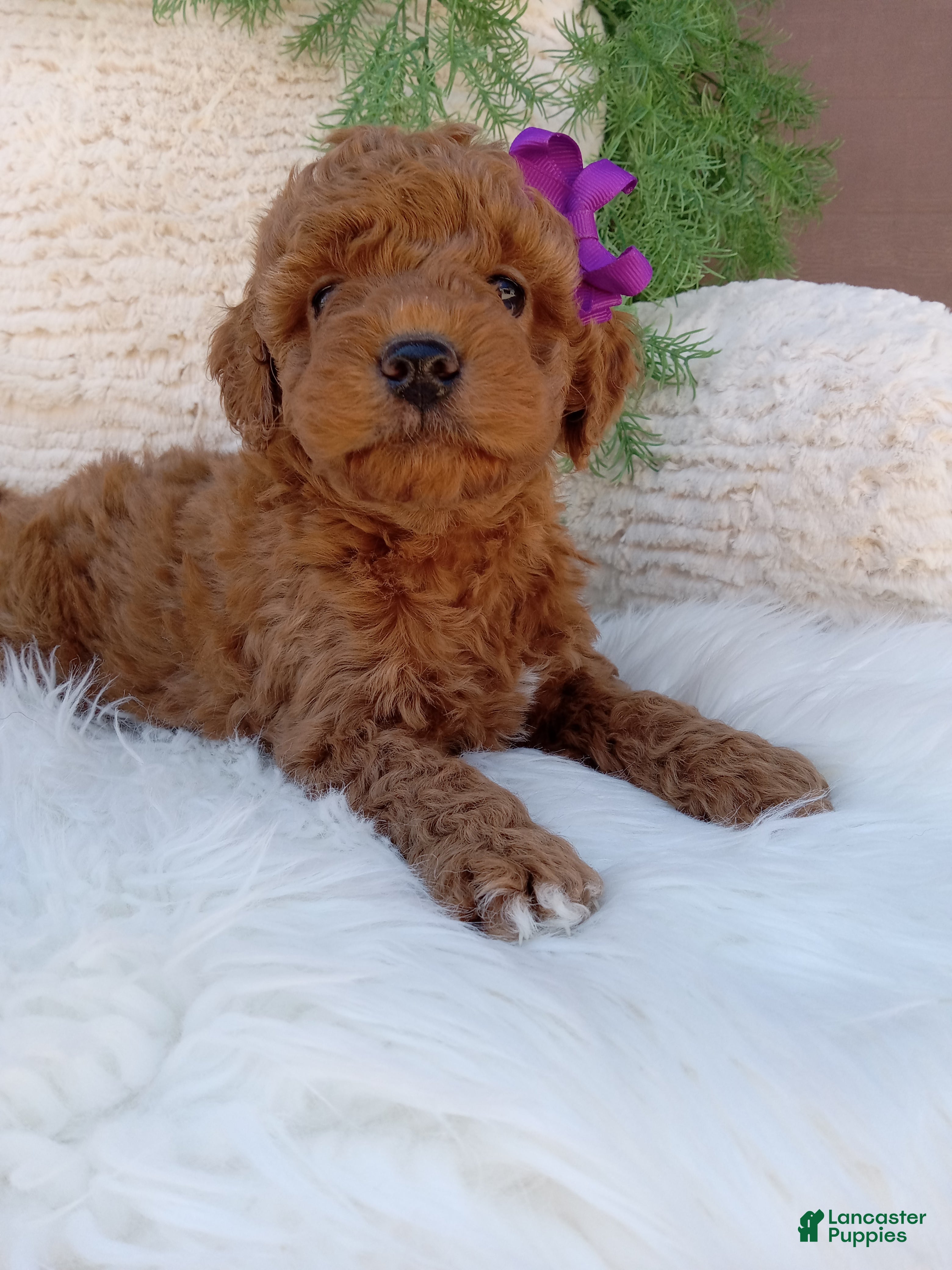 Mini Goldendoodle dogs Millie - Ad 1