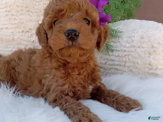 Mini Goldendoodle dogs for sale: Millie - Ad 1