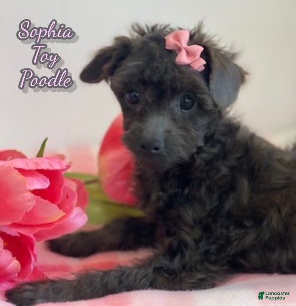 Toy Poodle dogs Sophia - Ad 39