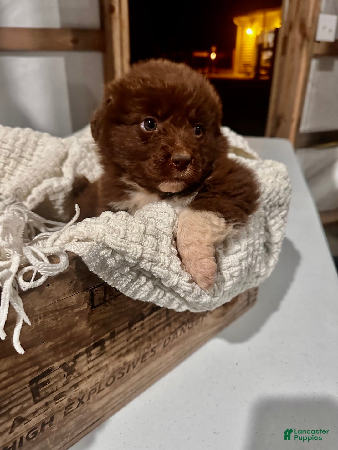 Aussiedoodle dogs for sale: Chunker - Ad 2