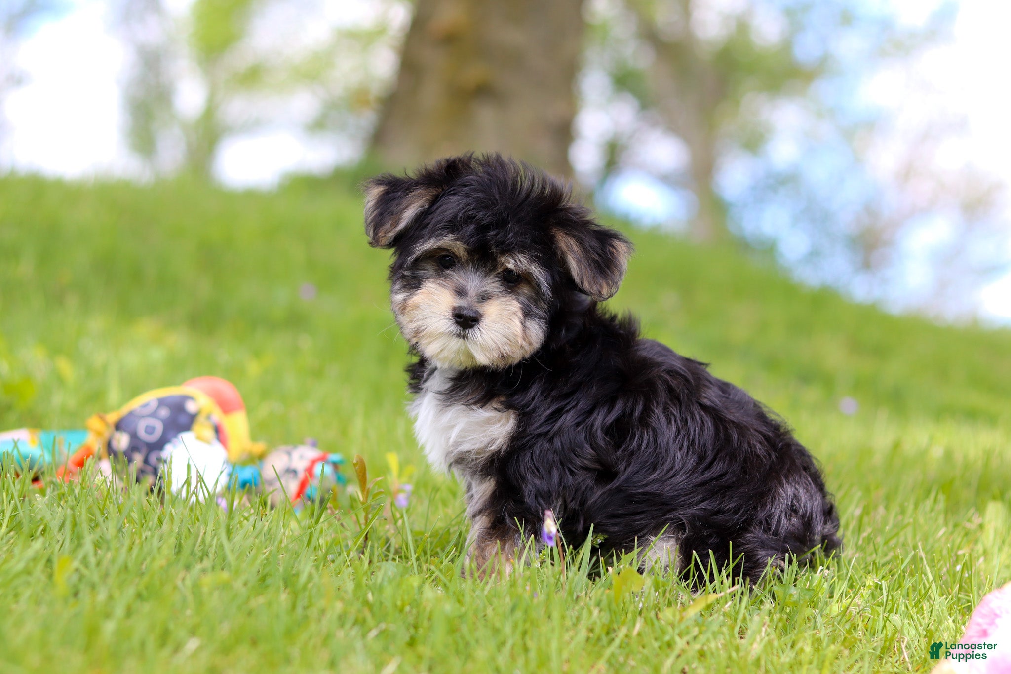 Morkie dogs Bruno - Ad 1