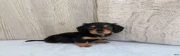 Miniature Dachshund dogs for sale: Oreo - Ad 5