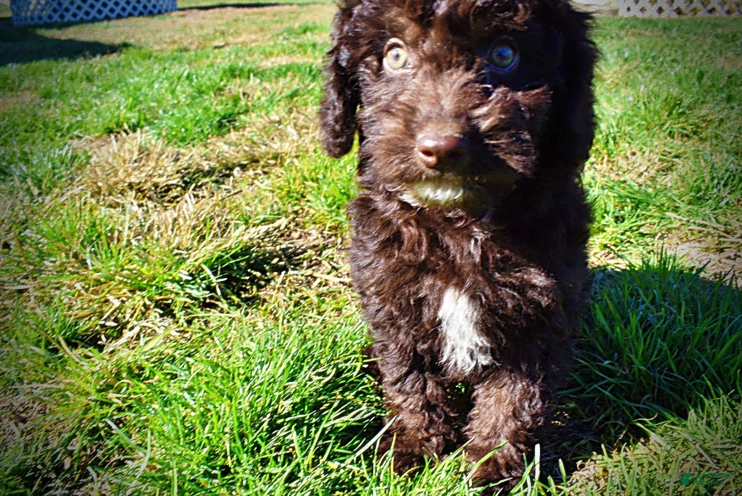 Havapoo dogs for sale: Iggy - Ad 12