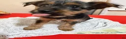 Mixed Breed dogs for sale: Mochi - Ad 3