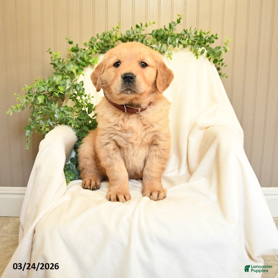 Golden Retriever dogs Manning - Ad 1