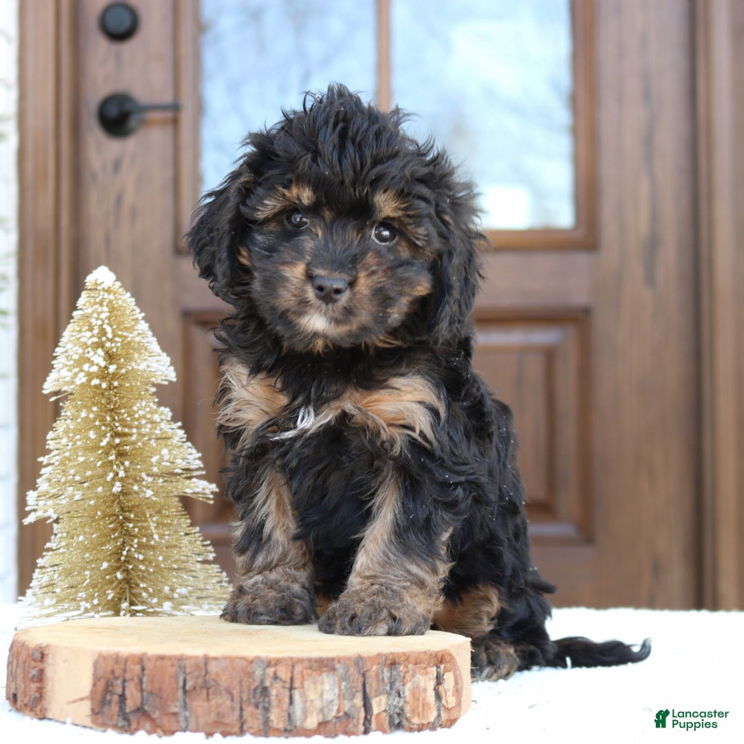 Cavapoo dogs for sale: Daniel  - Ad 1