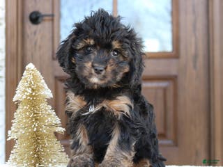 Cavapoo dogs Daniel - Ad 32