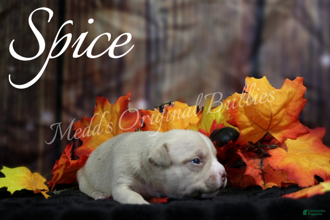 American Bully dogs for sale: Spice - Ad 2