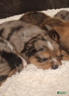 Mixed Breed dogs for sale: Esme - Ad 4