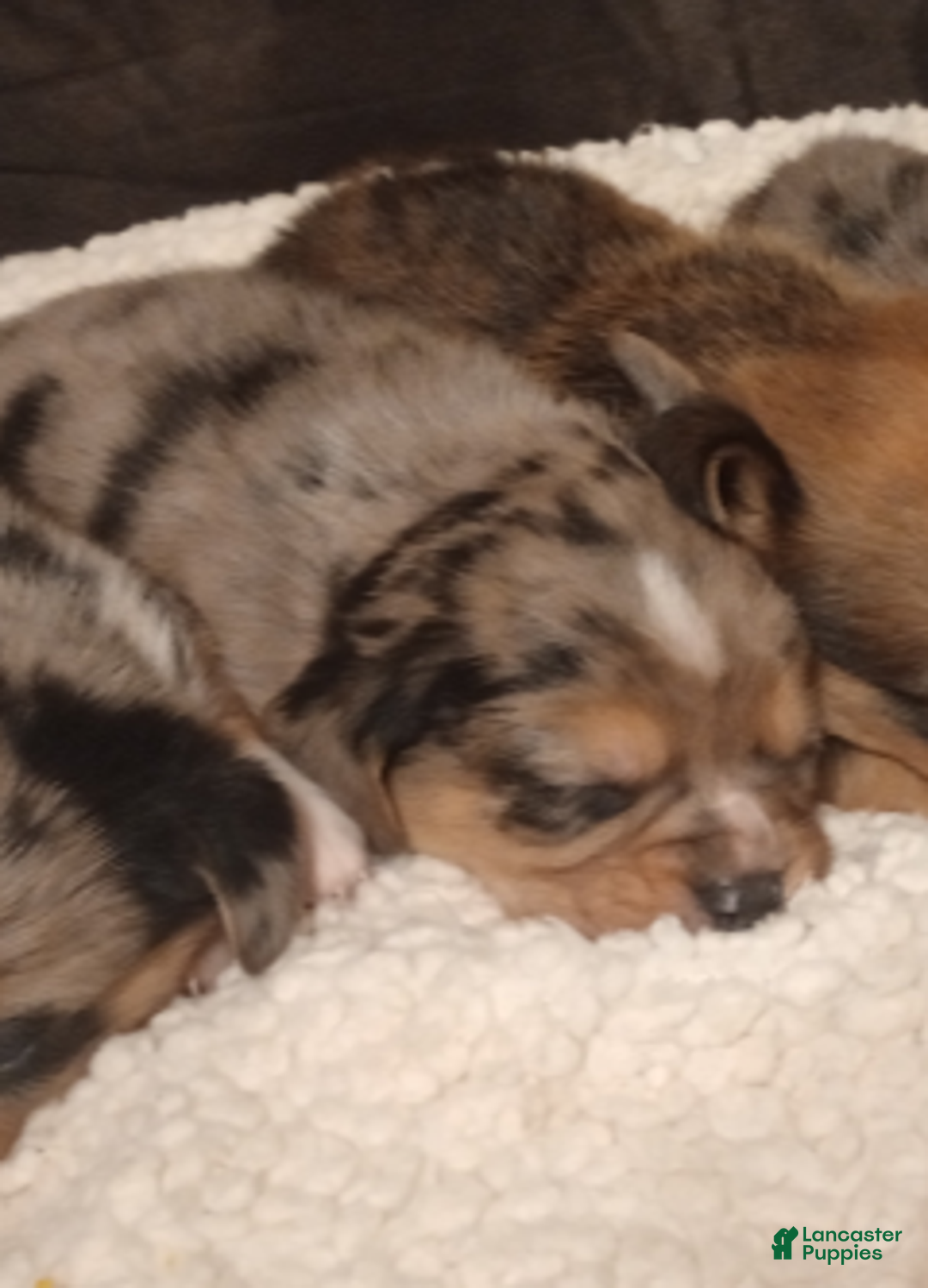 Mixed Breed dogs for sale: Esme - Ad 1