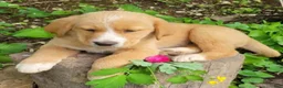 Mixed Breed dogs for sale: Daffy - Ad 17