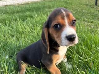Beagle dogs Tony - Ad 37