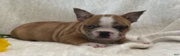Frenchton dogs for sale: Dakota - Ad 6