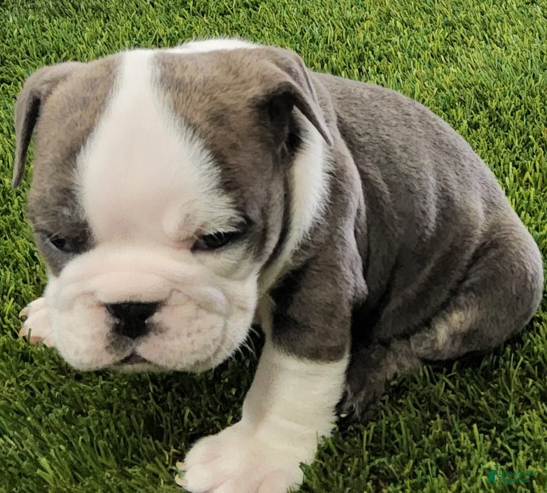 English Bulldog dogs for sale: Lydia English Bulldog Puppy  - Ad 5