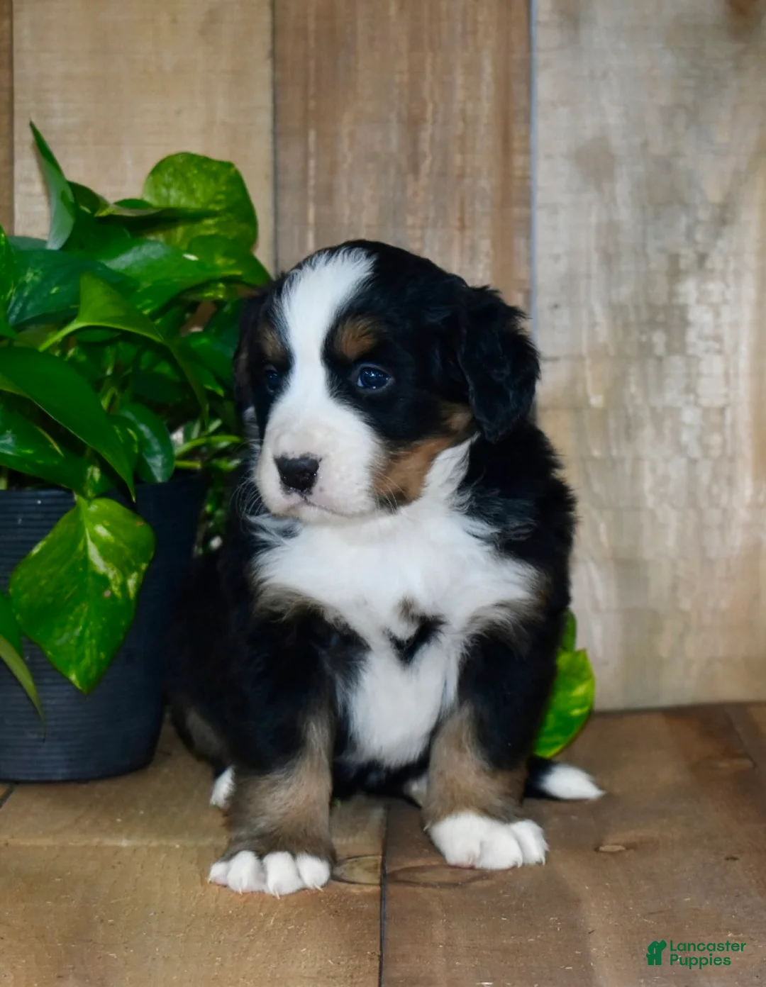 Bernese Mountain Dog dogs for sale: Remy - Ad 3