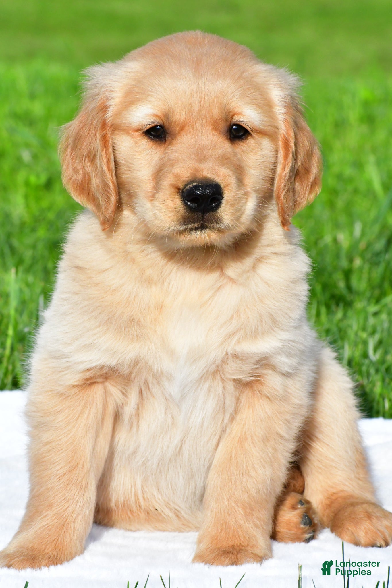 Golden Retriever dogs for sale: Theo - Ad 4