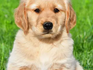 Golden Retriever dogs for sale: Theo - Ad 4