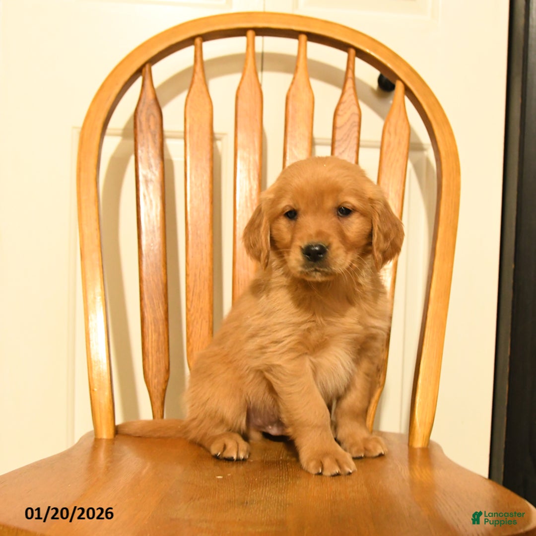 Golden Retriever dogs for sale: Bartholomew - Ad 2