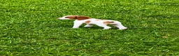 Brittany Spaniel dogs for sale: Callie - Ad 5