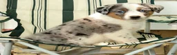 Australian Shepherd dogs for sale: Jasper - Ad 6