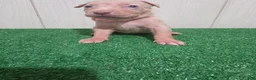 American Bully dogs for sale: American Bully XL Puppy 9 (Light Pink Collar) - Ad 3