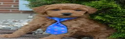 Mini Goldendoodle dogs for sale: Mini George - Ad 15