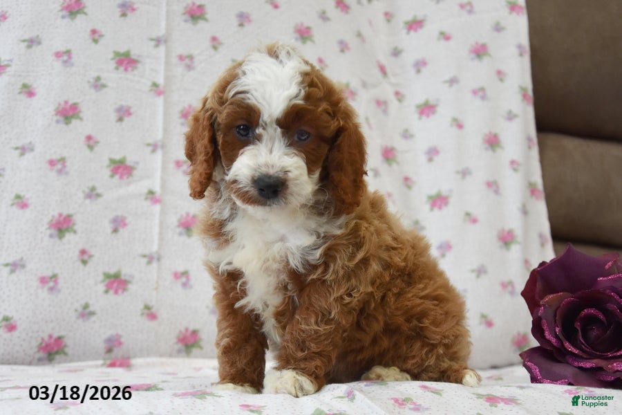 Cavapoo dogs Curly - Ad 1