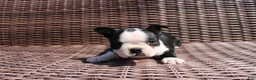 Boston Terrier dogs for sale: Carly - Ad 3