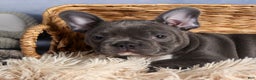 Frenchton dogs for sale: NOAH - Ad 7