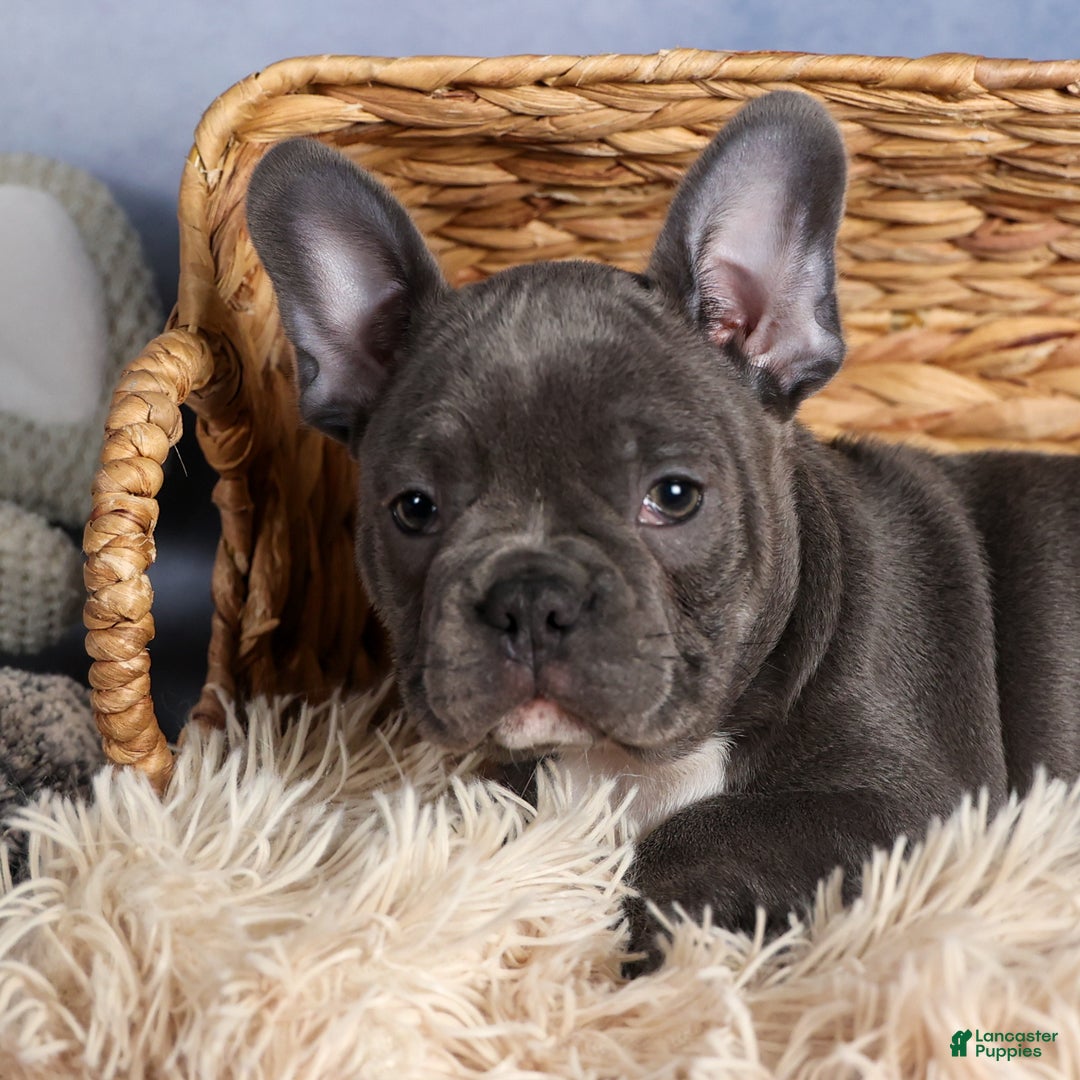 Frenchton dogs for sale: NOAH - Ad 7