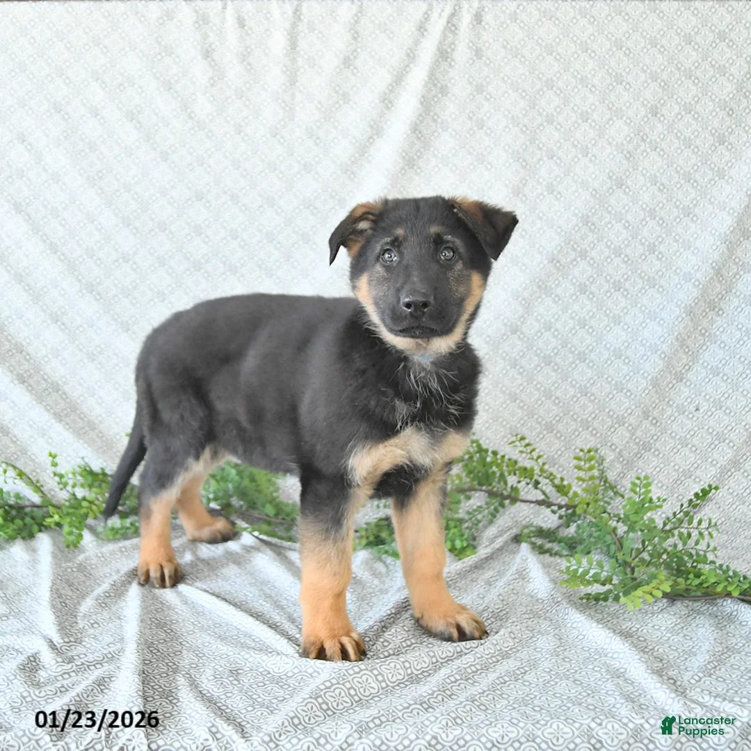 German Shepherd dogs for sale: Zeus - Ad 3