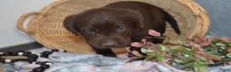Labrador Retriever dogs for sale: Daisy - Ad 3