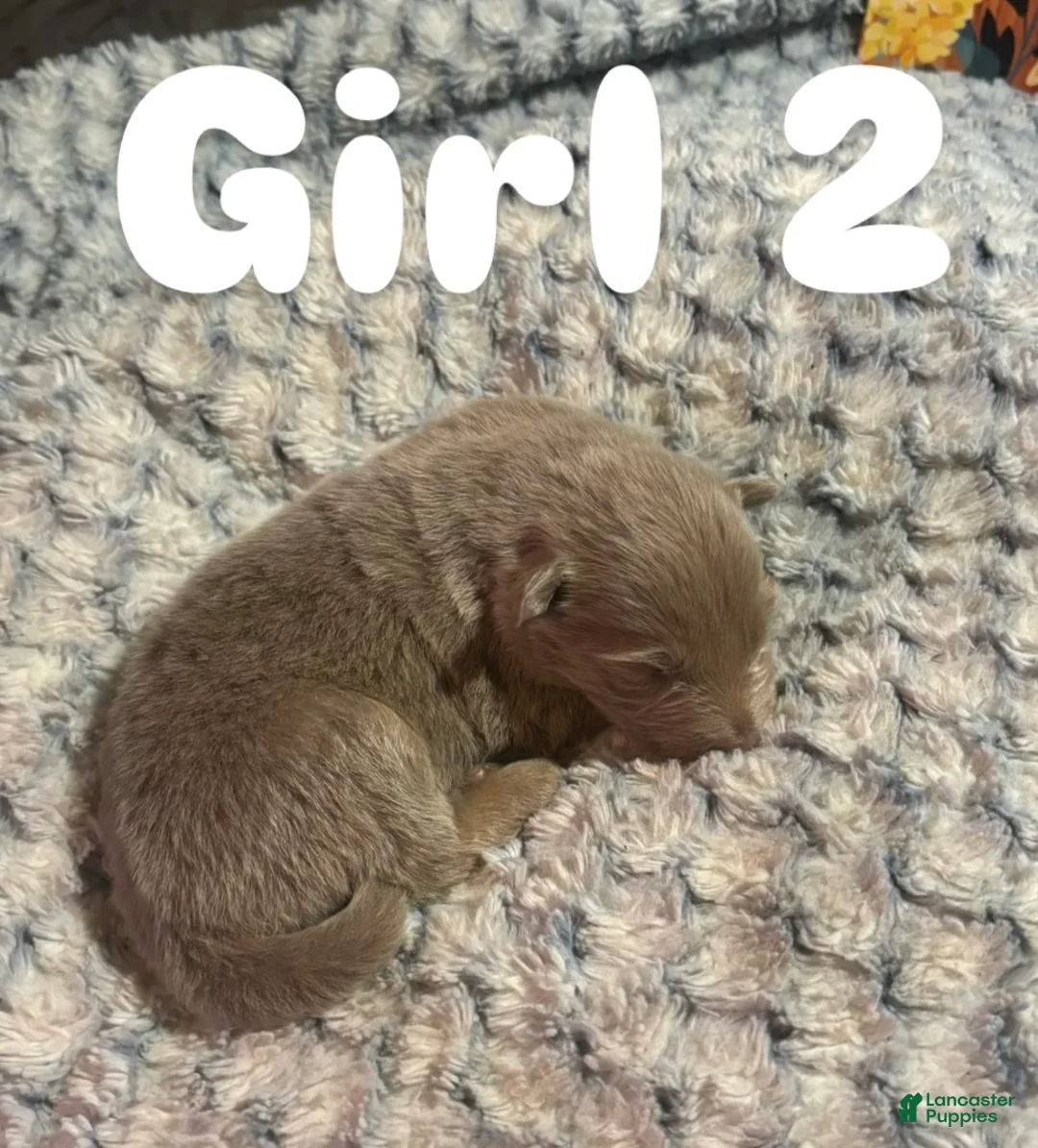 German Shepherd dogs for sale: Girl 2 - Ad 1