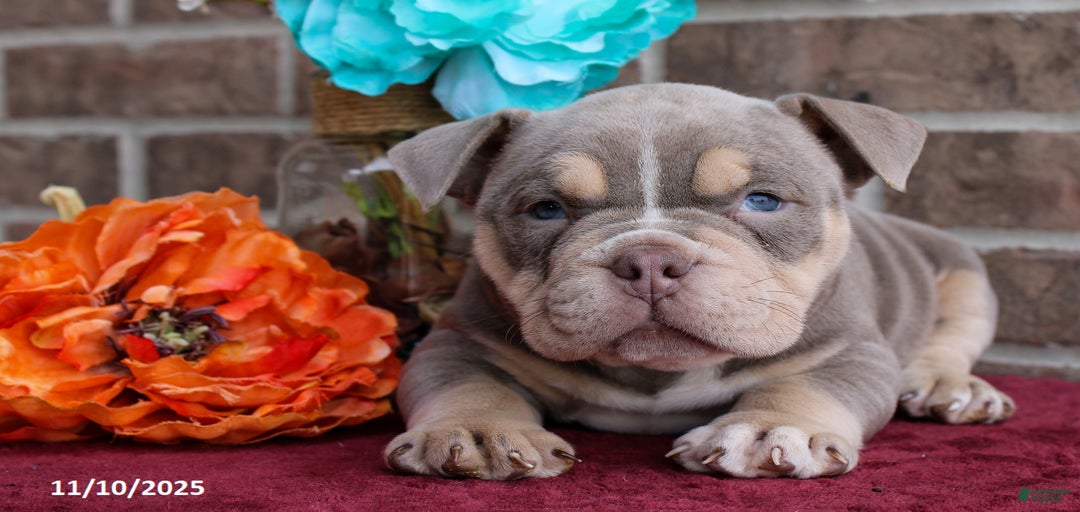 Gallery Image {{count}}