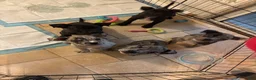 Mixed Breed dogs for sale: Victor - Ad 4